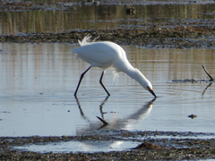Egretta thula image