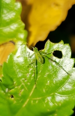 Phaneropterinae