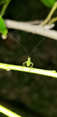 Phaneropterinae