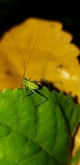 Phaneropterinae