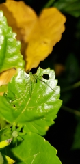 Phaneropterinae