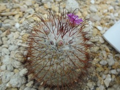 Mammillaria bombycina