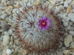 Mammillaria bombycina