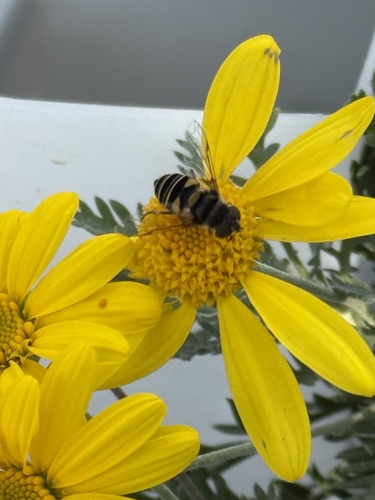 Unknown species found near Longwood Gardens, Kennett Square, PA, US
