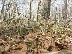 Allium ochotense