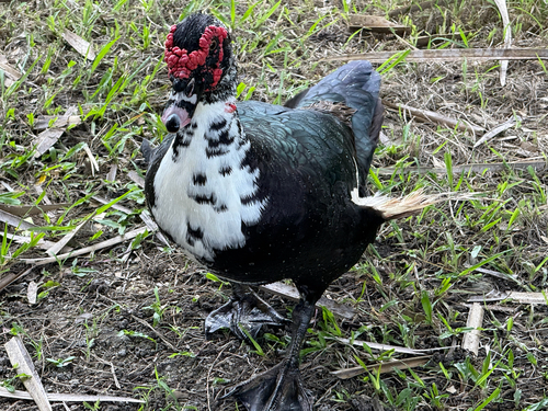 Domestic Muscovy Duck