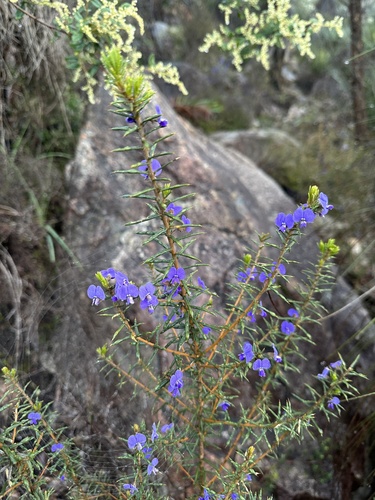 Devil's Pins (Hovea pungens)