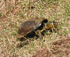 Kinosternon hirtipes