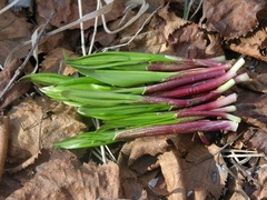 Allium ochotense