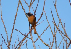 Phoenicurus auroreus