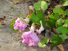 Ipomoea crinicalyx