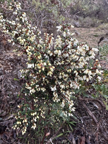 waxy cryptandra (Cryptandra arbutiflora)