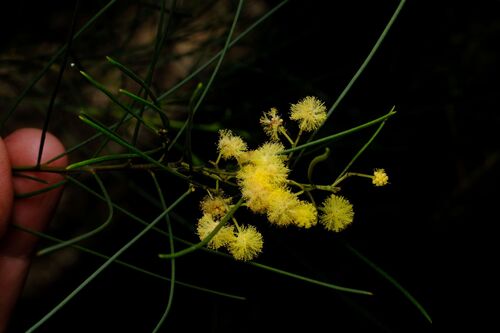 Acacia subulata, photograph 1