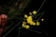 Acacia subulata, photograph Peter Crowcroft, CC BY, iNaturalist via GBIF