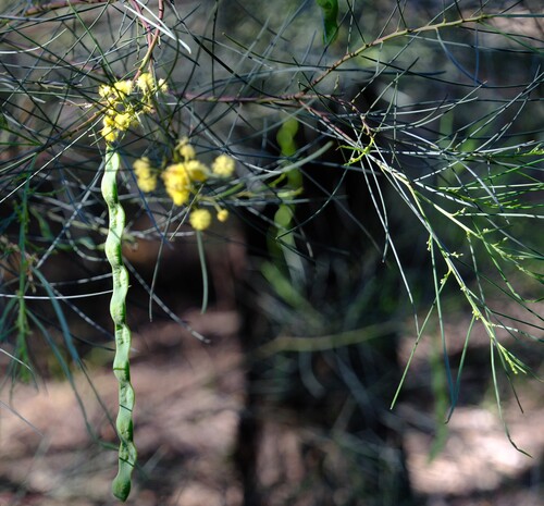 Acacia subulata, photograph 5