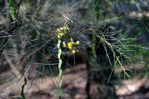 Acacia subulata, photograph 6