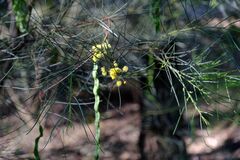 Acacia subulata, photograph Peter Crowcroft, CC BY, iNaturalist via GBIF