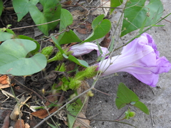 Ipomoea crinicalyx