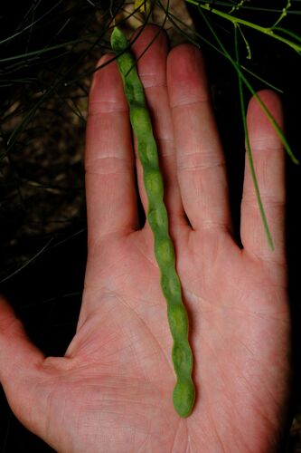Acacia subulata, photograph 4