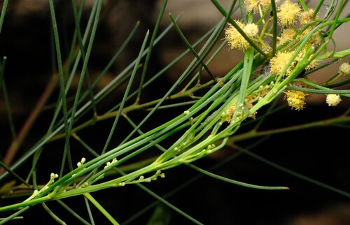 Awl-leaf Wattle (Acacia subulata)