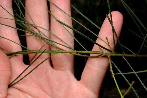Acacia subulata, photograph 2