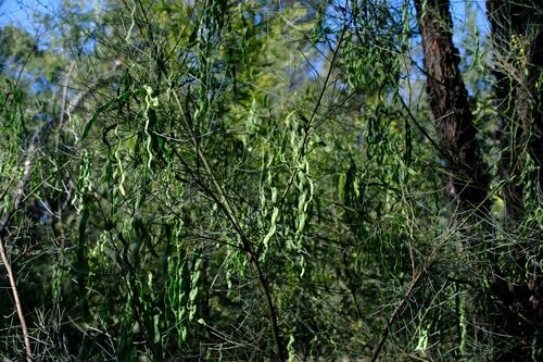 Acacia subulata, photograph 3