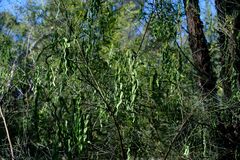 Acacia subulata, photograph Peter Crowcroft, CC BY, iNaturalist via GBIF
