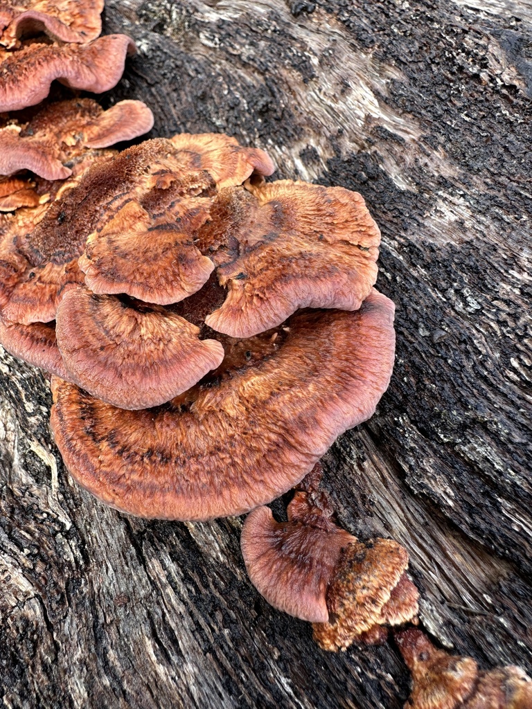 Fomitopsis lilacinogilva · September 2025 · photo: © sheriff_woody_pct (iNaturalist, cc-by)