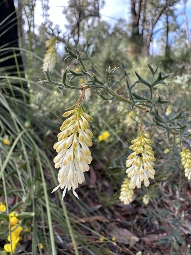 Catkin Grevillea (Grevillea synapheae)