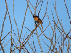 Phoenicurus auroreus