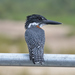 Common Giant Kingfisher - Photo (c) Russ Hoverman, some rights reserved (CC BY-NC), uploaded by Russ Hoverman