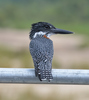 Common Giant Kingfisher - Photo (c) Russ Hoverman, some rights reserved (CC BY-NC), uploaded by Russ Hoverman