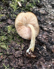 Pluteus readiarum