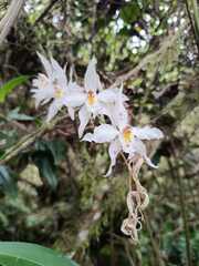 Oncidium alexandrae