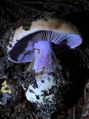 Cortinarius glaucopus