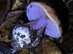 Cortinarius glaucopus