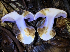 Cortinarius glaucopus