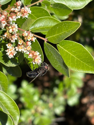 Unknown species found near E Wadley Ave, Midland, TX, US