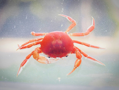 Dilocarcinus pagei