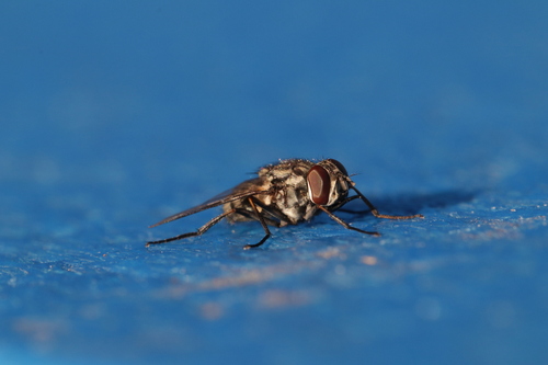 Unknown species found near Brandeis, Waltham, MA 02453, USA
