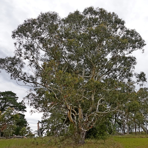 Maiden's blue gum (Eucalyptus maidenii)