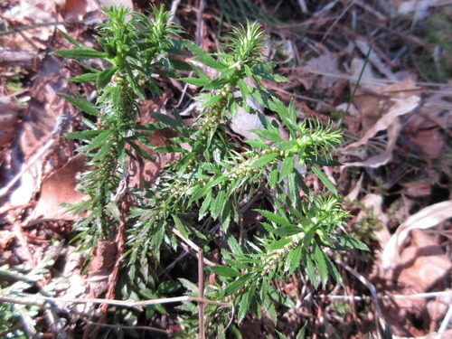 Huperzia serrata