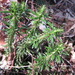Huperzia serrata - Photo (c) onidiras-iNaturalist, μερικά δικαιώματα διατηρούνται (CC BY-NC), uploaded by onidiras-iNaturalist