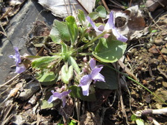 Viola collina