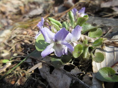 Viola collina