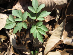 Angelica decursiva