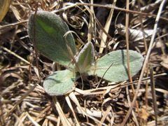 Tephroseris kirilowii