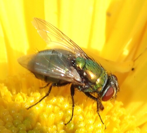 Unknown species found near Lyon Park, Arlington, VA 22201, USA