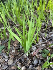 Chasmanthe floribunda