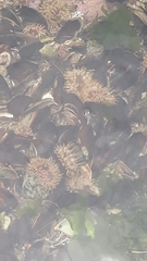 Anemonia sargassensis